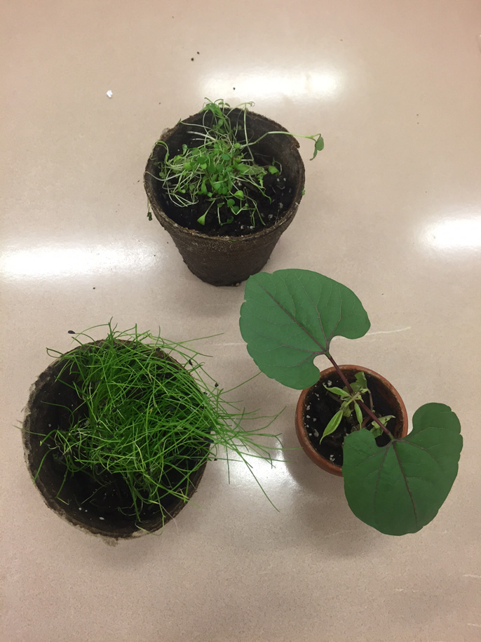 Przyroda „Wysiewanie nasion kwiatów”